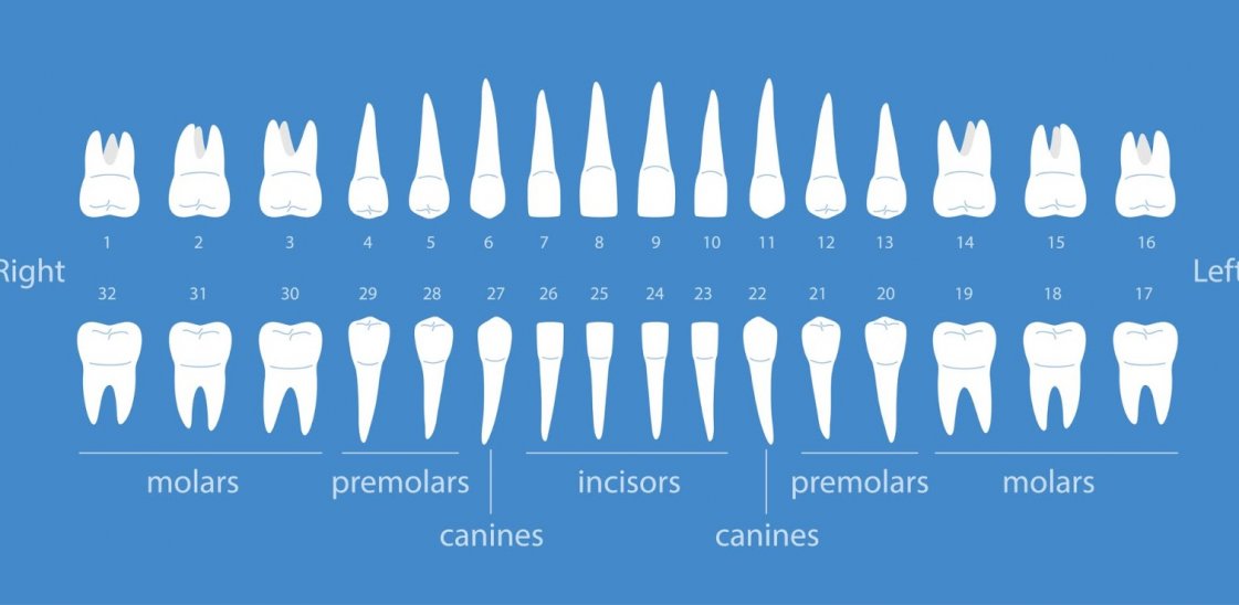 Different types of teeth