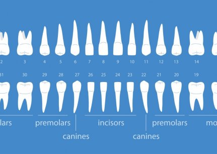 What are the different types of teeth and their functions?