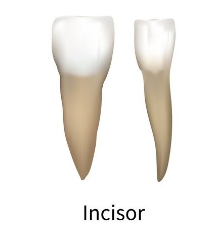 An illustration of the front teeth, also known as incisors.