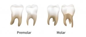 An illustration of premolar and molar teeth at the back of the mouth.