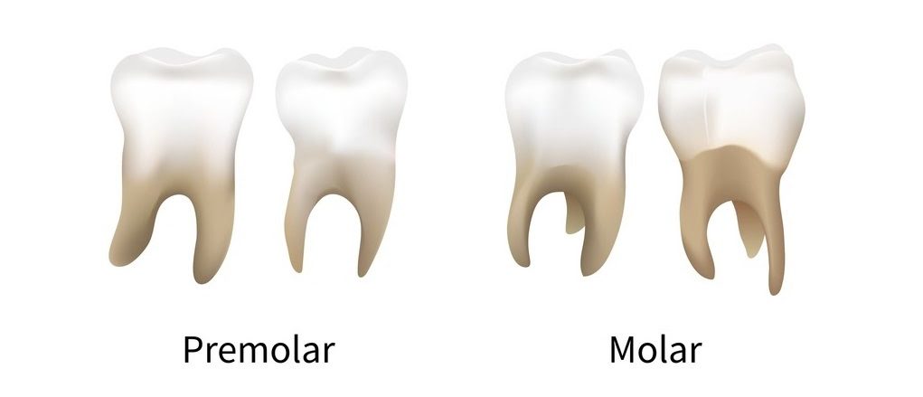 Molar and premolar teeth